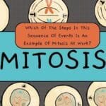 which of the steps in this sequence of events is an example of mitosis at work?